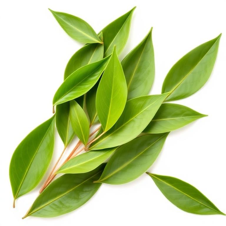 Green Tea Extract